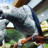 African Grey Parrots for your Kids photo 1