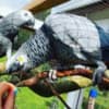 African Grey Parrots for your Kids photo 2