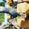 African Grey Parrots for your Kids photo 4