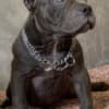 American Bully Exotic Micro  puppies photo 1