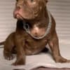 American Bully Exotic Micro  puppies photo 2