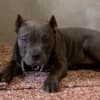 American Bully Exotic Micro  puppies photo 4