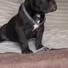 American Bully Exotic Micro  puppies photo 5