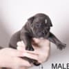 Pocket Micro American Bully  puppies photo 2