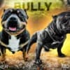 Pocket Micro American Bully  puppies photo 3