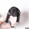 Pocket Micro American Bully  puppies photo 4
