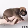 Pocket Micro American Bully  puppies photo 5