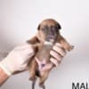 Pocket Micro American Bully  puppies photo 6
