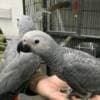 Baby African grey parrots for sale photo 1