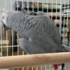 Baby African grey parrots for sale photo 2