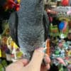 Baby African grey parrots for sale photo 3