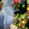 Indian Ringneck parakeets for sale photo 1