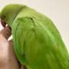 Indian Ringneck parakeets for sale photo 2