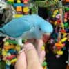 Indian Ringneck parakeets for sale photo 3