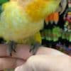 Caique parrots for sale photo 2