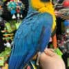 Baby macaws for sale photo 1