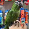Baby macaws for sale photo 2