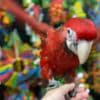 Baby macaws for sale photo 3