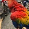 Baby macaws for sale photo 4