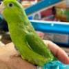 Indian Ringneck parakeets for sale photo 4