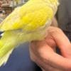 Indian Ringneck parakeets for sale photo 5