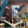 Caique parrots for sale photo 3