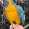 Caique parrots for sale photo 5