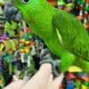 Talking amazon parrots babies for sale photo 1