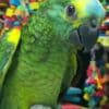 Talking amazon parrots babies for sale photo 2