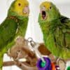 Talking amazon parrots babies for sale photo 3