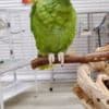 Talking amazon parrots babies for sale photo 5