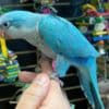 Quaker parakeets for sale photo 1
