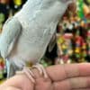 Quaker parakeets for sale photo 2