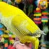 Quaker parakeets for sale photo 3