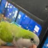 Quaker parakeets for sale photo 4