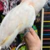 Young and tamed cockatoos birds for sale photo 1