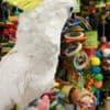 Young and tamed cockatoos birds for sale photo 2