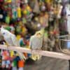 Young and tamed cockatoos birds for sale photo 3