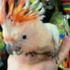 Young and tamed cockatoos birds for sale photo 4