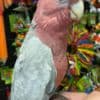 Young and tamed cockatoos birds for sale photo 6