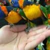 Beautiful and tamed Lorikeets babies for sale photo 1