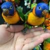 Beautiful and tamed Lorikeets babies for sale photo 2