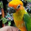 Tamed Conure birds for sale photo 1