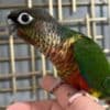 Tamed Conure birds for sale photo 2