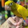 Tamed Conure birds for sale photo 3