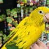 Tamed Conure birds for sale photo 4
