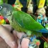 Tamed Conure birds for sale photo 5
