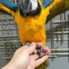 Talking birds/parrots for sale photo 1