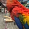 Talking birds/parrots for sale photo 2
