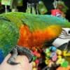Talking birds/parrots for sale photo 3